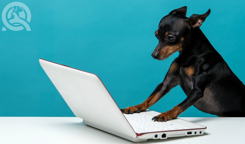 dog on laptop browsing social media