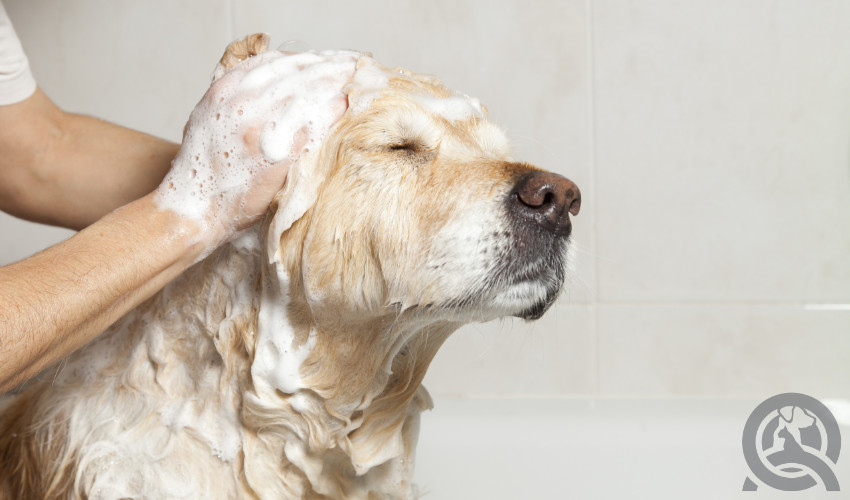 ingredients in dog shampoos