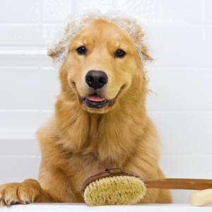 A happy Golden Retriever dog ready to take a bath in the tub. He is wearing a shower cap and has a scrub brush and bar of soap ready to use.