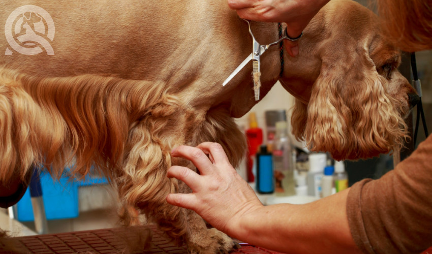 using scissors to cut stray hairs on a dog