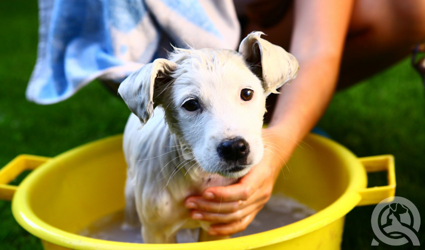 bathe your dog at home with your professional certification