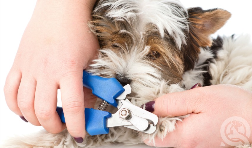 clipping a small dog's nails