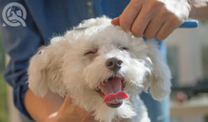 happy groomed dog