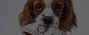 how much do dog groomers make - salary