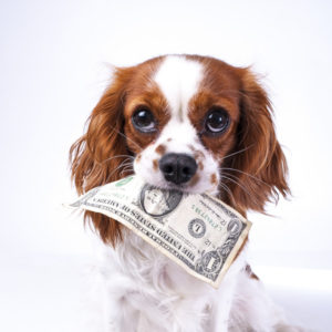 how much do dog groomers make - salary feature