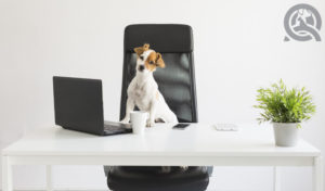 dog sitting at desk