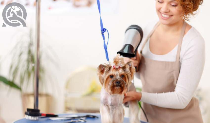 professional dog groomer happily grooming