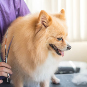 https://www.qcpetstudies.com/blog/wp-content/uploads/2018/07/taking-your-dog-grooming-business-to-the-next-level-feature.jpg