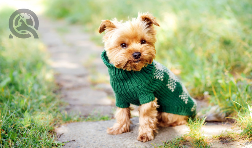 9 Pet-Related Industries to Consider After Dog Grooming School