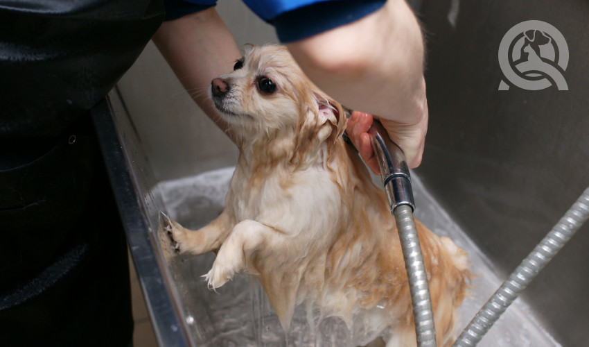 What's in a competitive dog grooming kit?