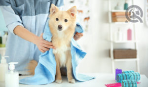 What's in a competitive dog grooming kit?