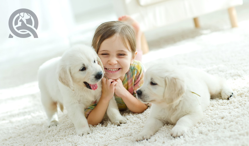 9 Pet-Related Industries to Consider After Dog Grooming School
