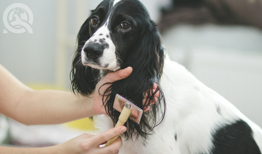 Dog grooming professionally at a salon