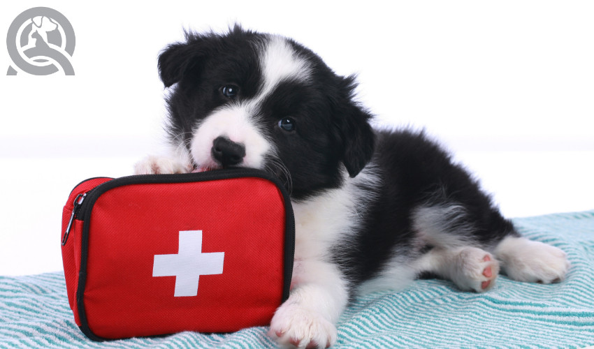 dog first aid in case something goes wrong