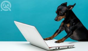 learning dog grooming online