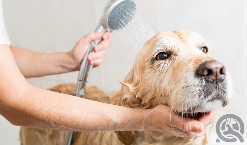 groomer bathing dog client