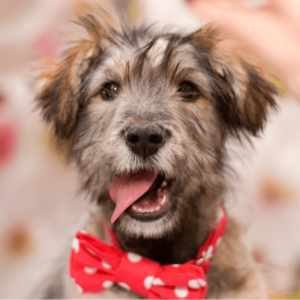 beautiful fluffy puppy in a red bow tie on his neck. puppy happy and smiling