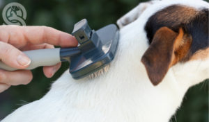 brush your dog's coat yourself as a dog owner