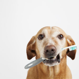 dog grooming tips that will save you some money