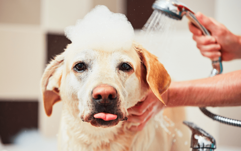 professional dog grooming