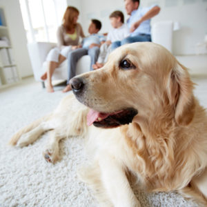 dog grooming tips for home to save money