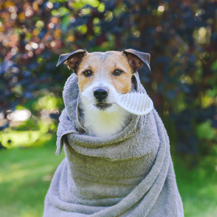 terrier dog outside on sunny day, wrapped in towel, with brush in mouth, waiting to be groomed