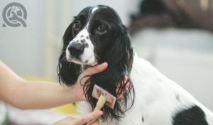 groom more clients when you're a mobile dog groomer