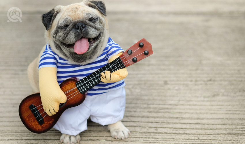 dog in a funny guitar player costume