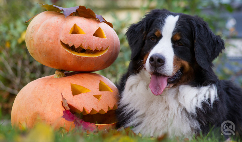 halloween decor with pumpkins need to be careful of pet safety advice from professional dog groomer