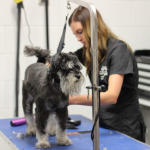 Dog grooming school graduate Casey Bechard at work