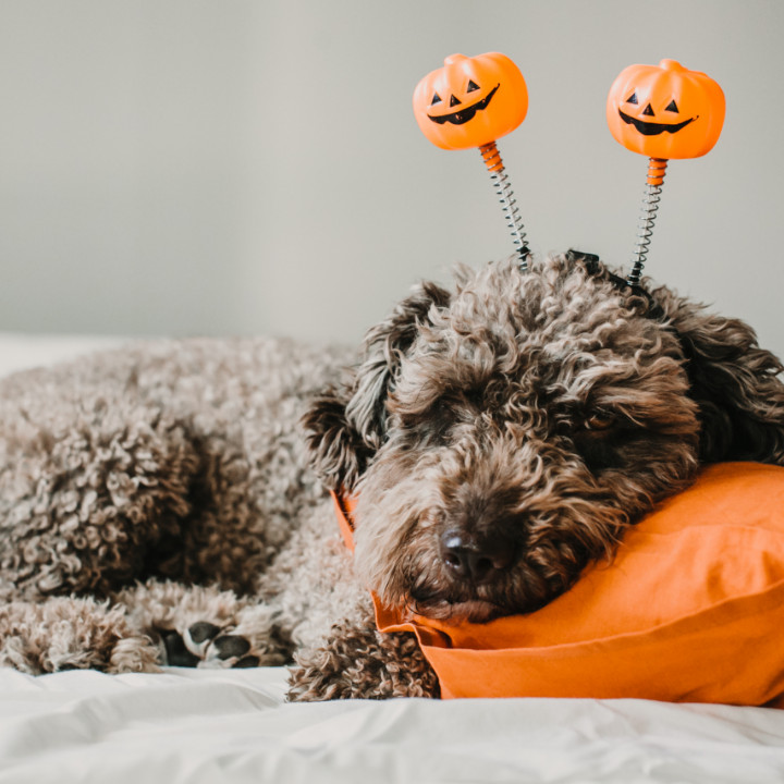 Halloween safety tips to care for your dog - professional dog groomer