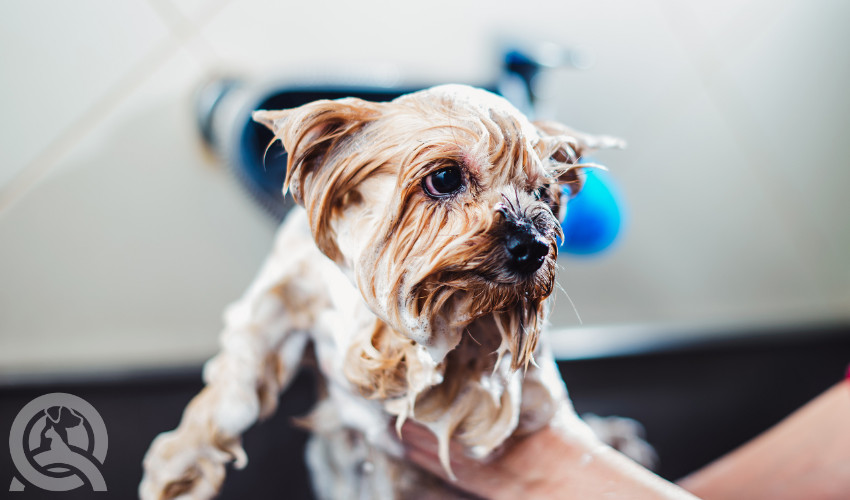 wet dog being professionally groomed
