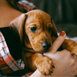 up-close of woman in plaid holding daschund puppy in arms