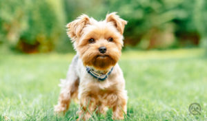 yorkshire terrier on a grass field outside