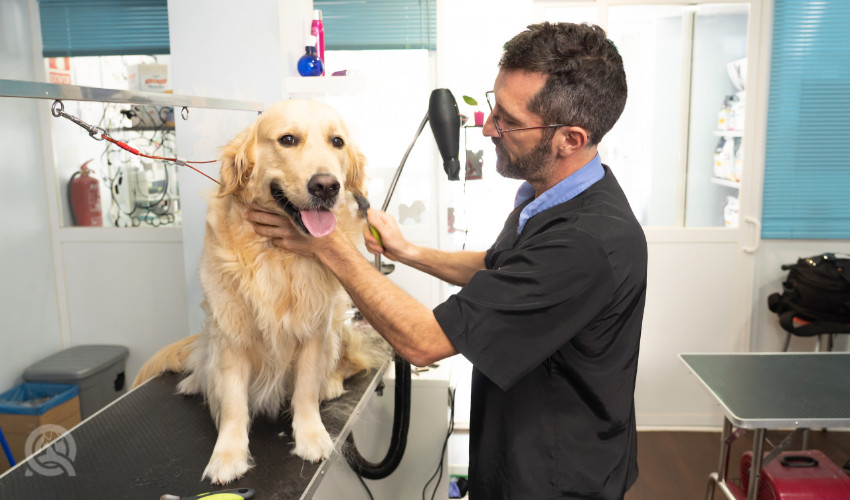 dog grooming salon worker with a golden retriever