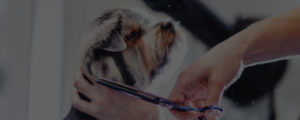 dog grooming school student grooming yorkshire terrier