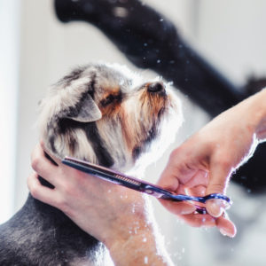 online dog grooming school instructional video for grooming a dog