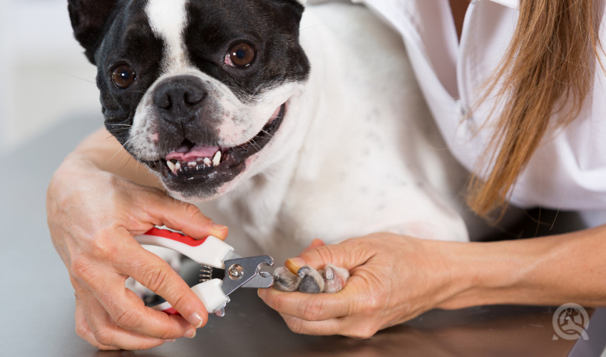 pet groomer clipping nails of a french bulldog