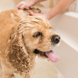 dog grooming at home mistake by dog owners