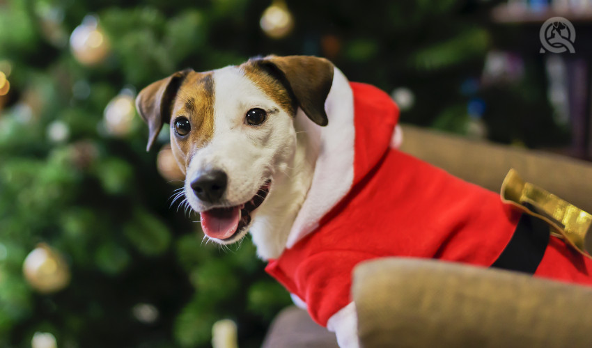 dog in a santa costume for the holidays and christmas