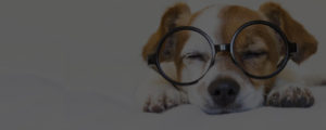happy dog wearing glasses