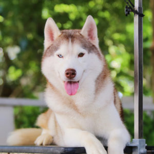 siberian husky sitting on a grooming table outside