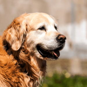 professional dog grooming for older dogs golden retriever