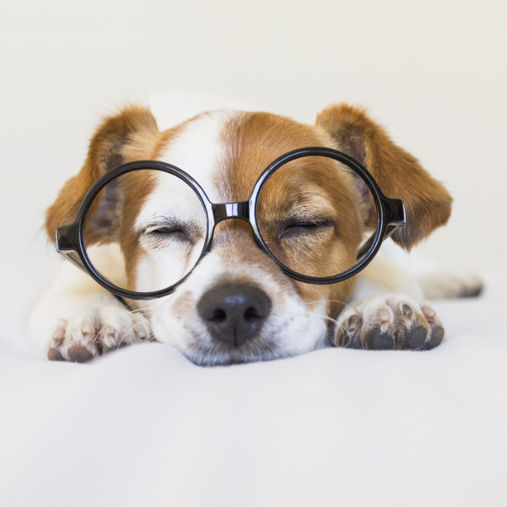 happy and content dog wearing glasses