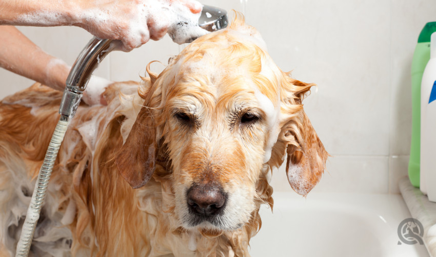 bathing a dog in a bathtub at home