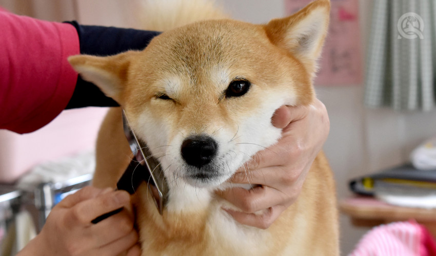 professional dog groomer brushing the coat of a shibu inu