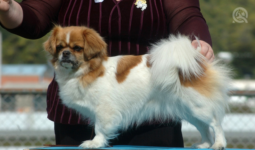dog and dog groomer being judged at a large dog grooming show and grooming competition
