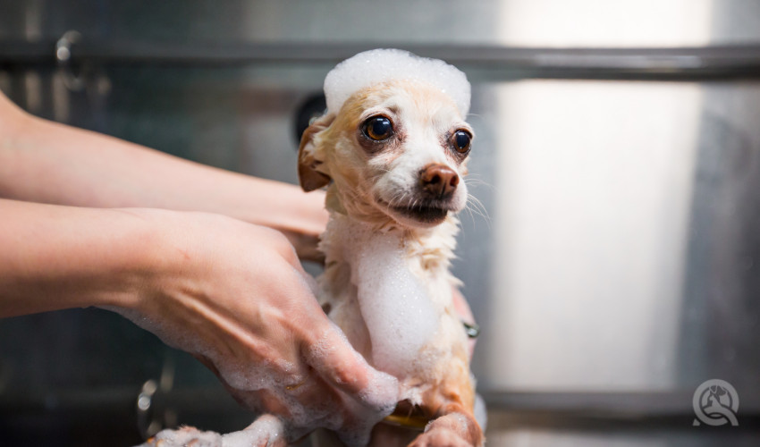 professional pet groomer giving dog a bath
