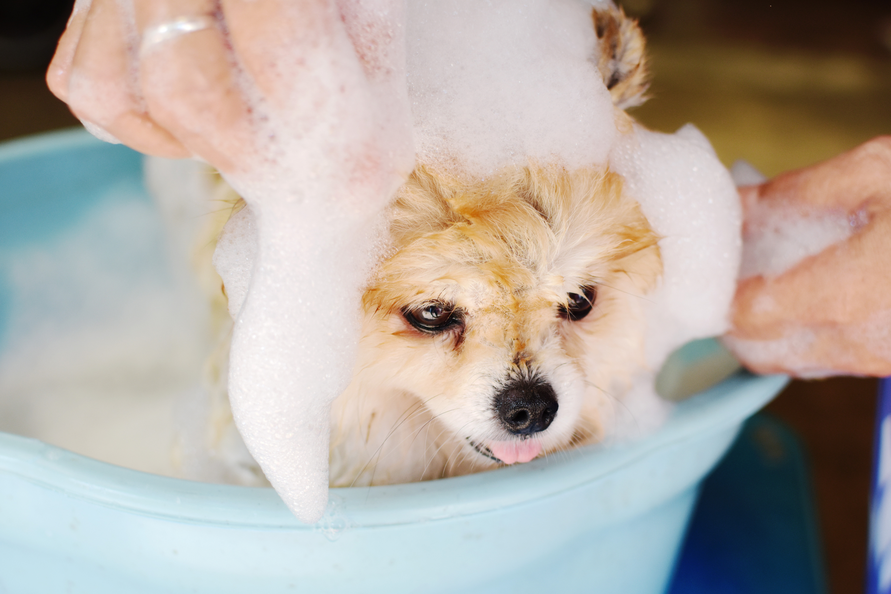 gentle shampoos used for bathing senior dogs