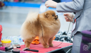 The Pet grooming Shows & Conventions You Need to Attend This Year To Find Dog Grooming Jobs - Pomeranian at Dog Grooming Show